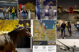 First horses from Doha safely in Europe, German horses are expected to fly on Monday morning