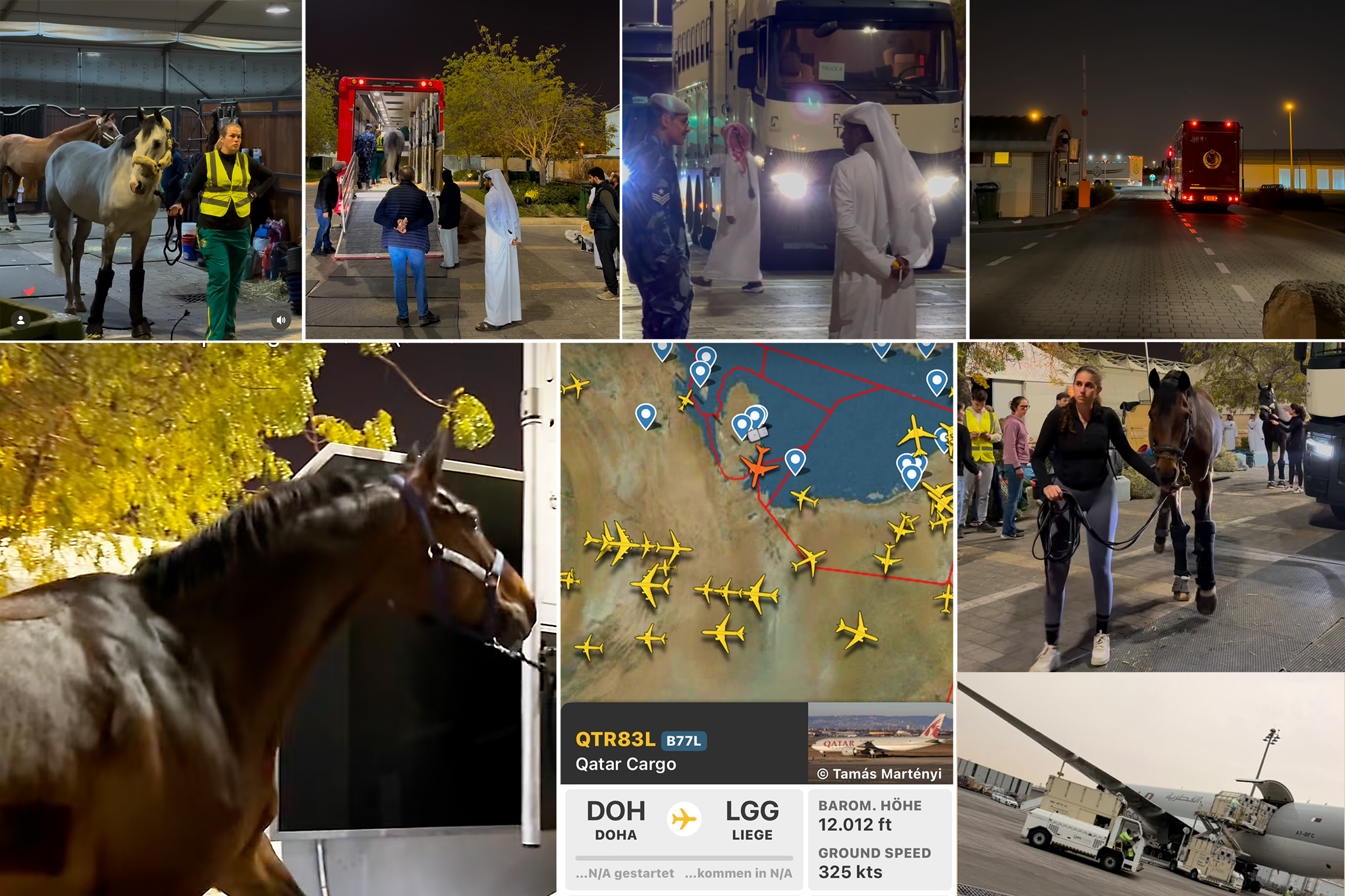 First horses from Doha safely in Europe, German horses are expected to fly on Monday morning