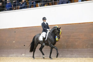 Oldenburg premium stallion dominates Swedish stallion performance test