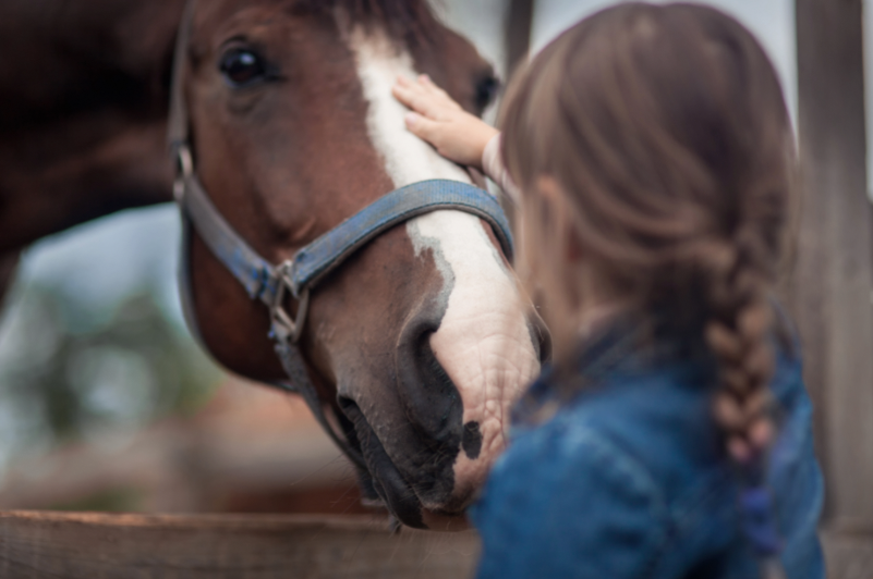 Reutlingen sagt ja zur Pferdesteuer, PSK protestiert