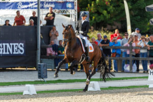 Six new stallions for the KWPN – one from Holstein