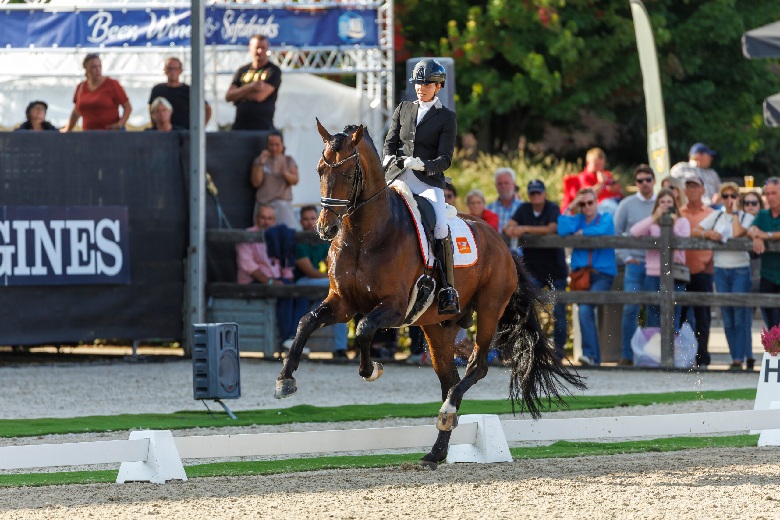 Sechs neue Hengste fürs KWPN – einer aus Holstein