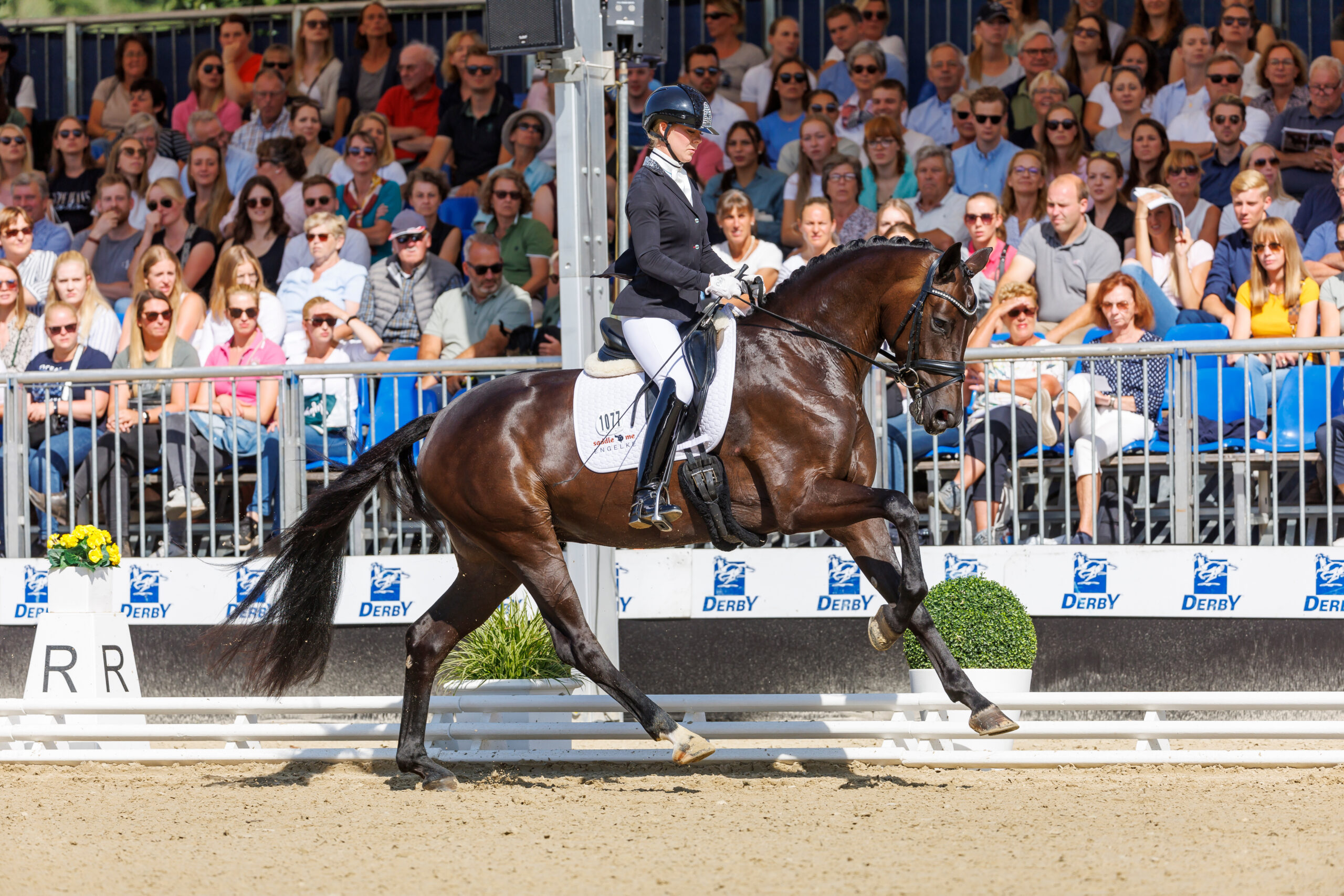 The foal of double Bundeschampionesse Eivissa has arrived