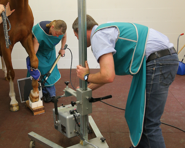 Röntgen ist eine der wenigen Leistungen, die bei der Neufassung der Gebührenordnung für Tierärzte (GOT) günstiger geworden ist. Foto: sportfotos-lafrentz.de