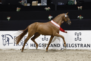 Vivaldi dominates the dressage pedigrees of the stallions at the licensing in Herning