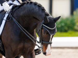 Kismet siegt beim Grand Prix Special-Debüt mit Jessica von Bredow-Werndl in Ornago