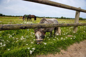 FN statement on the horse tax plans in Reutlingen