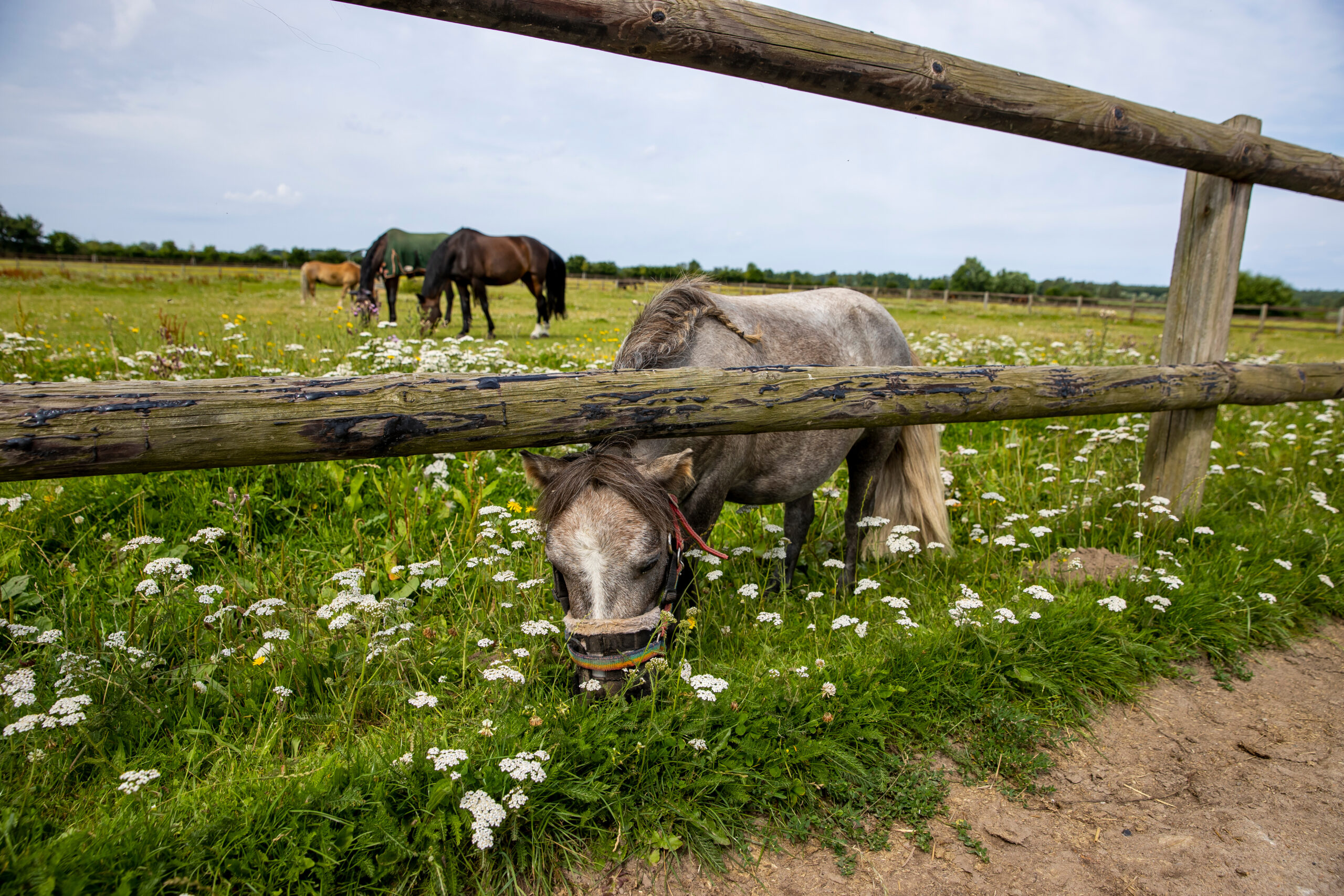 Politiker in Reutlingen wollen Pferdesteuer einführen