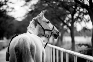 Statement von der Global Champions Tour zur Situation in Doha