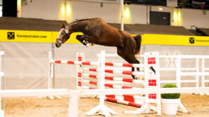 Hanoverian free-jumping women’s power in the Niedersachsenhalle