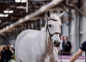 Kent Farringtons Greya – Wildpferd, Weltcup-Siegerin, Super-Mama
