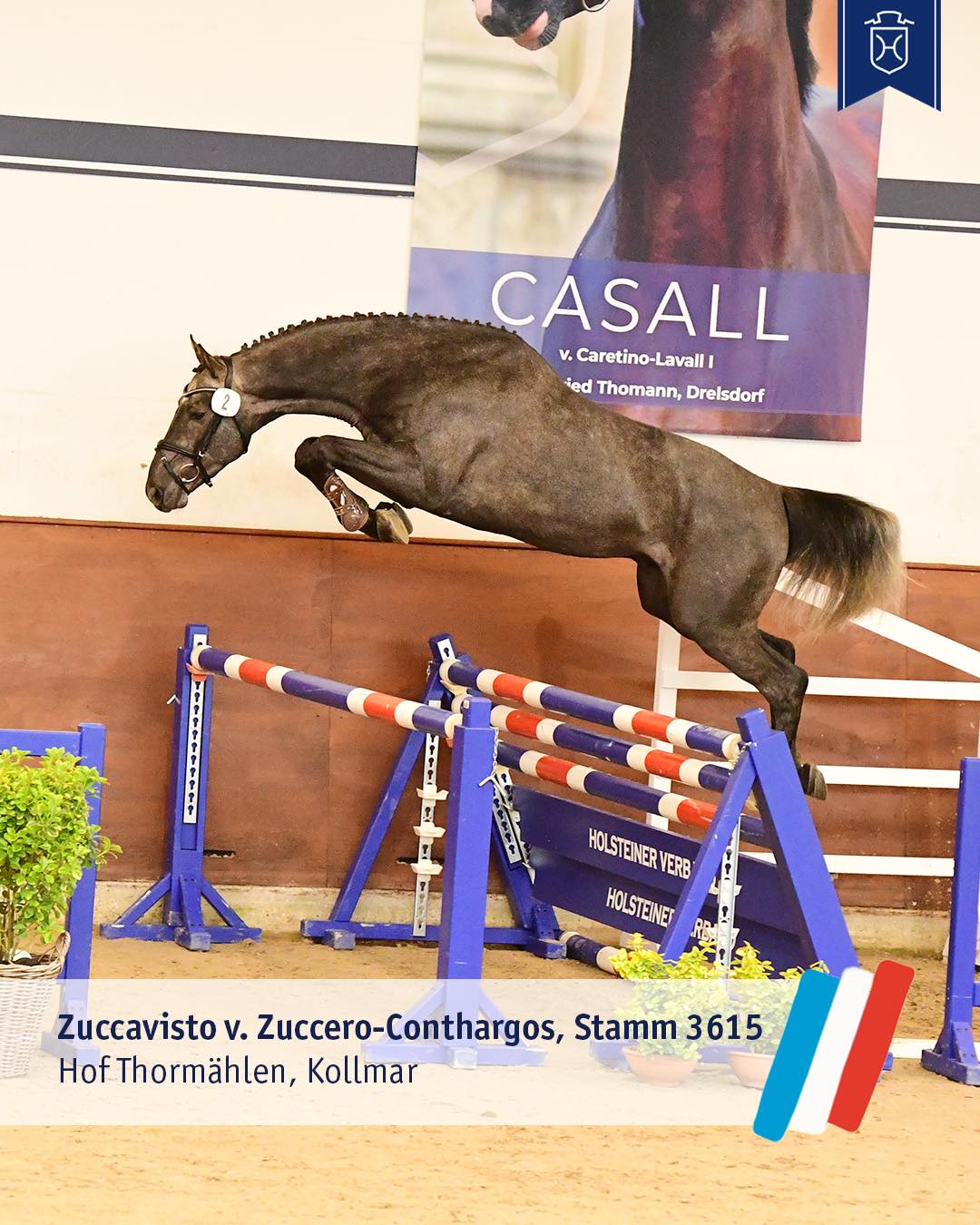 Zuccavisto v. Zuccero Foto: Holsteiner Verband/Janne Bugtrup