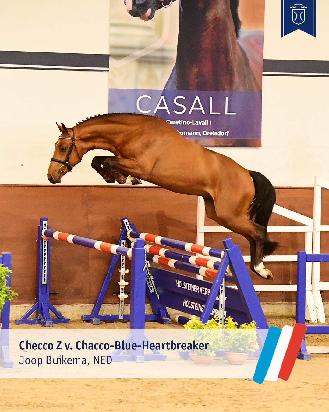 Checco Z v. Chacco-Blue. Foto: Holsteiner Verband/Janne Bugtrup