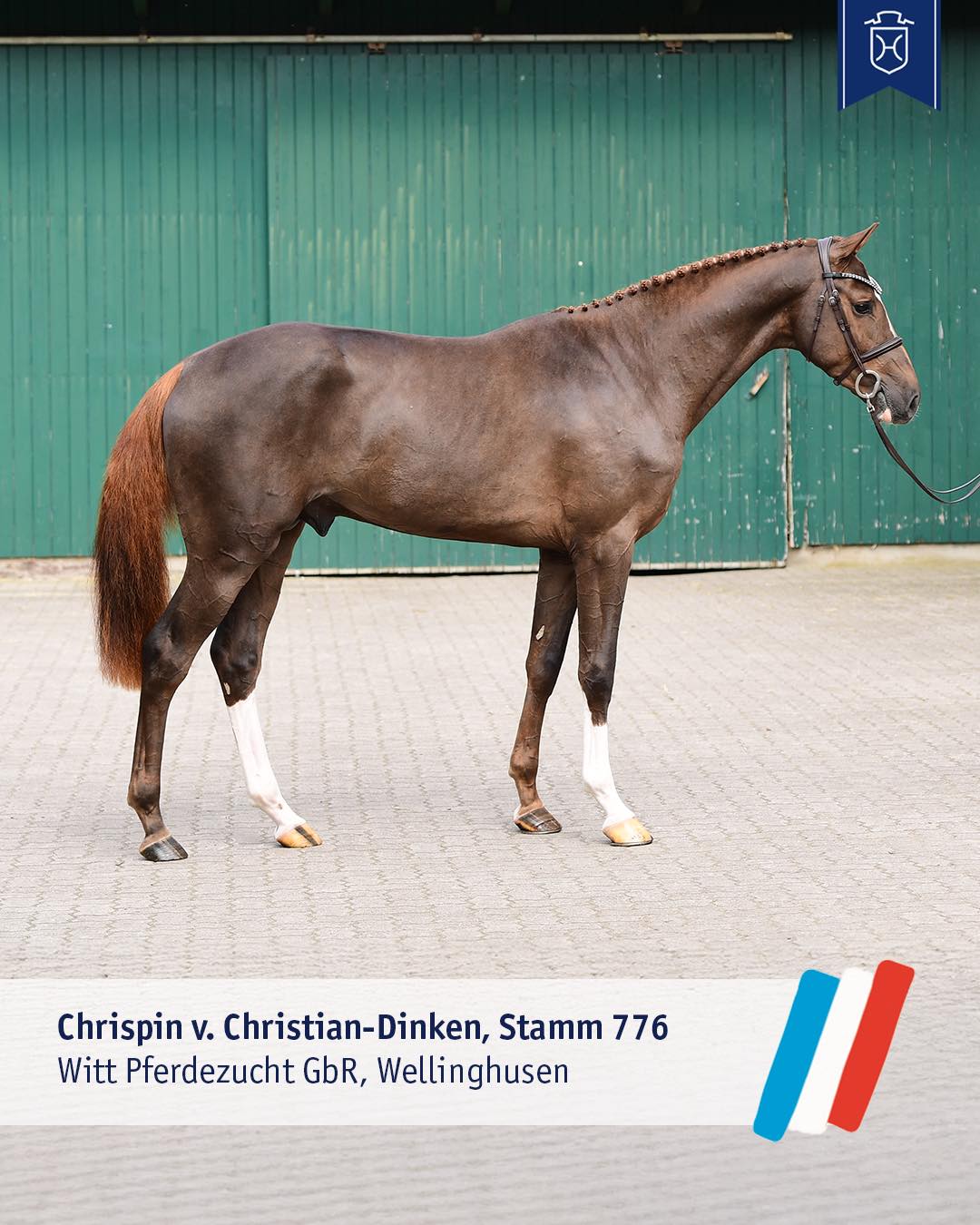 Chrispin v. Christian Foto: Holsteiner Verband/Janne Bugtrup