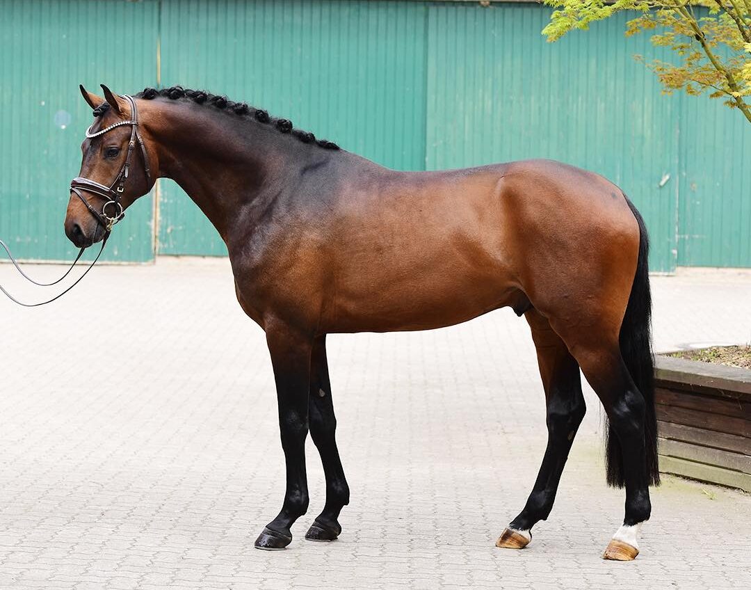 Vier Neue für Holstein bei Frühjahrskörung