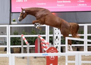 Darco dominates Westphalian free jumping final