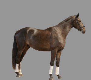 ECVM – wirklich eine Krankheitsursache? Neue Studie soll Klarheit bringen