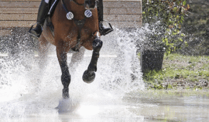 Prize of the best sighting and more in Radolfzell