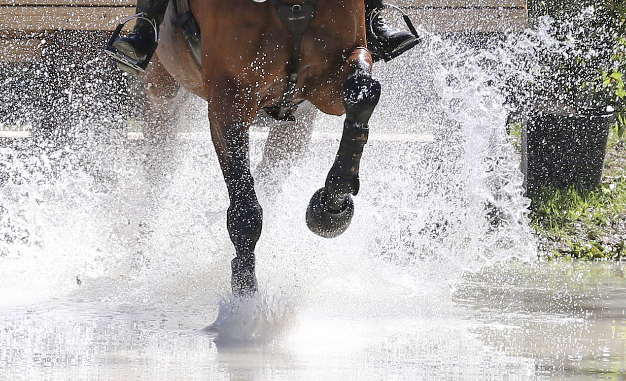 Prize of the best sighting and more in Radolfzell