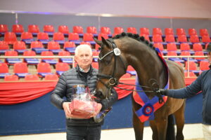 Saddle licensing Oldenburg 2026: Champion stallion by Best of Gold