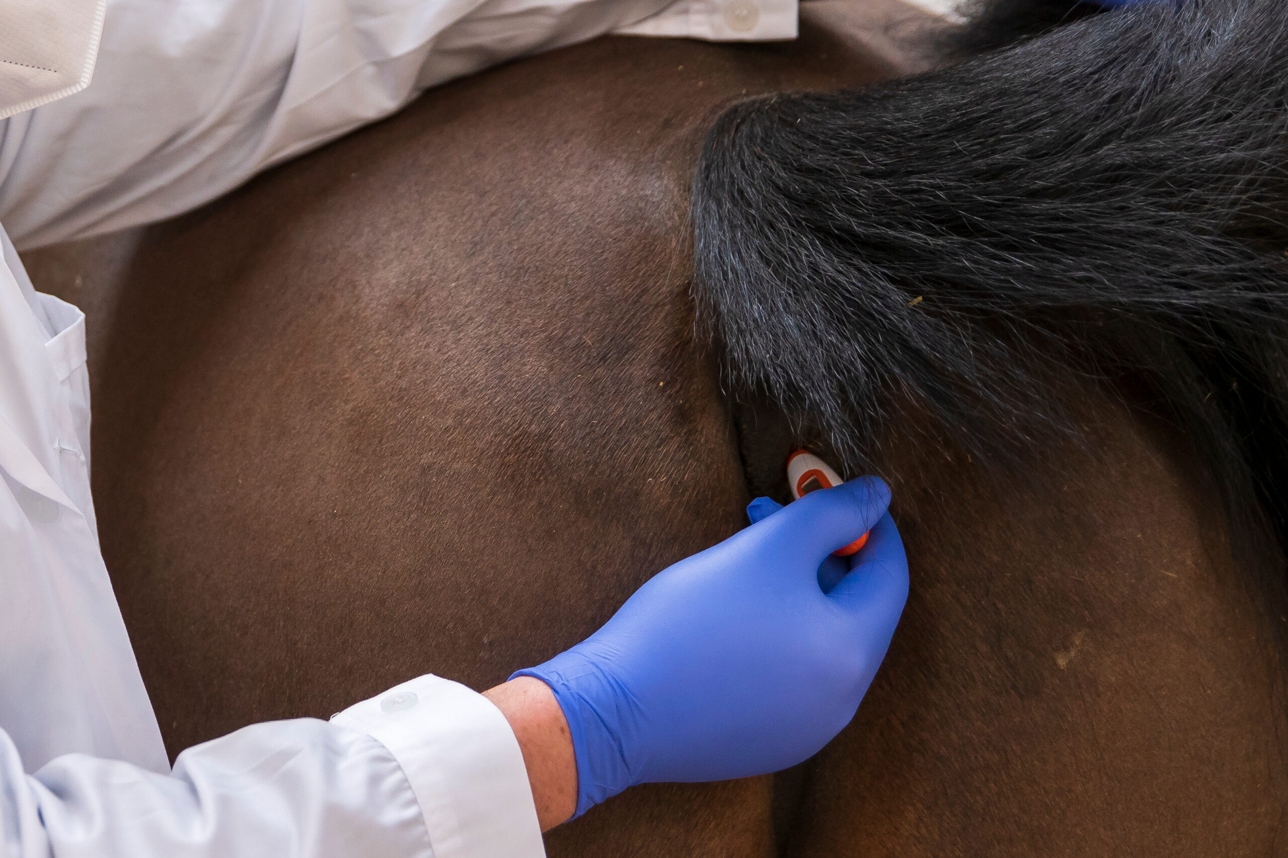 Zweimal täglich Fieber messen in den betroffenen Ställen hilft dabei, den Herpes Ausbruch frühzeitig zu erkennen und Maßnahmen ergreifen zu können. Foto: Sportfotos-lafrentz.de