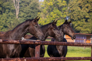 Excellent research on horses