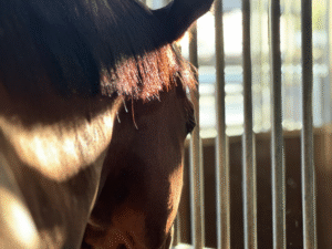VDTH: Do lawyers have to clarify GOT discussion about veterinary costs?