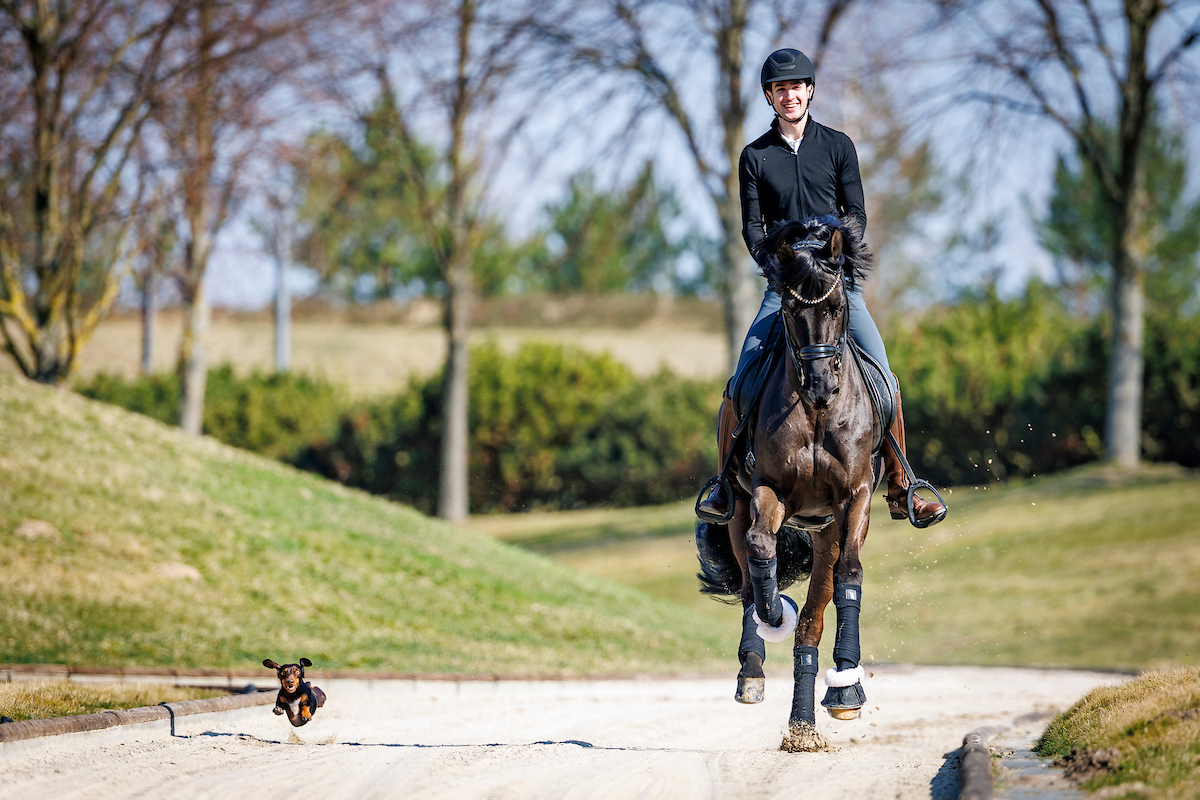 Moritz Treffinger and Cadeau Noir gallop around the racecourse at Bonhomme Stud. Dachshund Fridolin must not be missing! Photo: sportfotos-lafrentz.de / Stefan Lafrentz  
