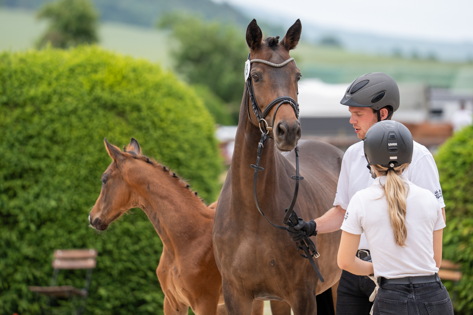 In the equine passport of a Trakehner horse, the designation "Classical Breeding" should in future indicate that the mother mare has given birth to the foal herself after insemination (fresh semen or TG semen) or natural breeding. Photo: Trakehner Verband/ Florentina Büttner 