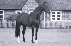 KWPN stallion Uriko ceded by the Holsteiner Verband