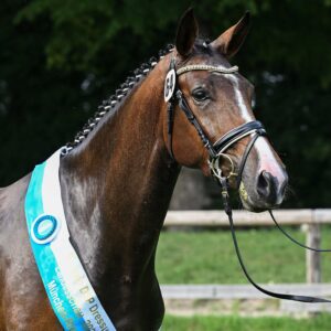 Damaschino and Colestus Produce Bavarian DSP Champion Mares