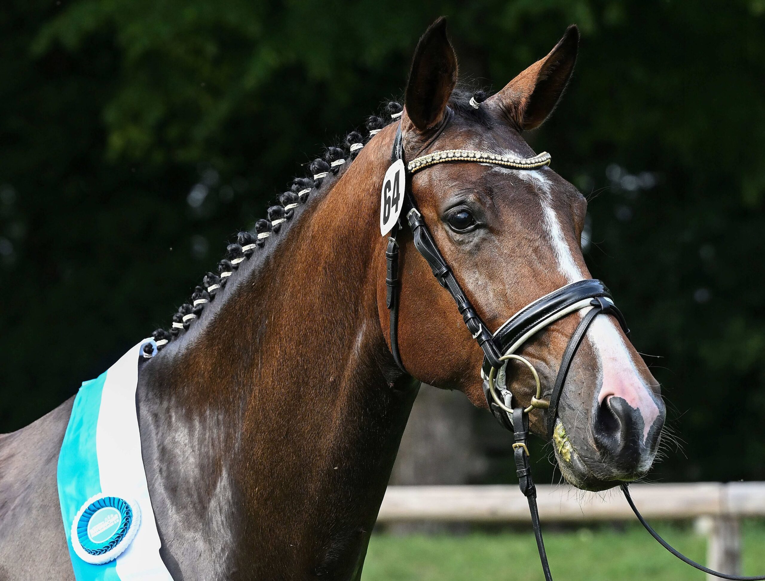 Damaschino and Colestus Produce Bavarian DSP Champion Mares