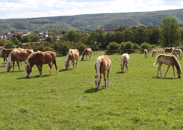 Freistaat Thüringen will Herde Haflinger verkaufen – Mindestangebot 162.197 Euro