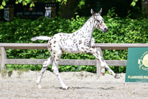 Each point is worth 1,000 euros – Appaloosa foal sells for 386,000 euros