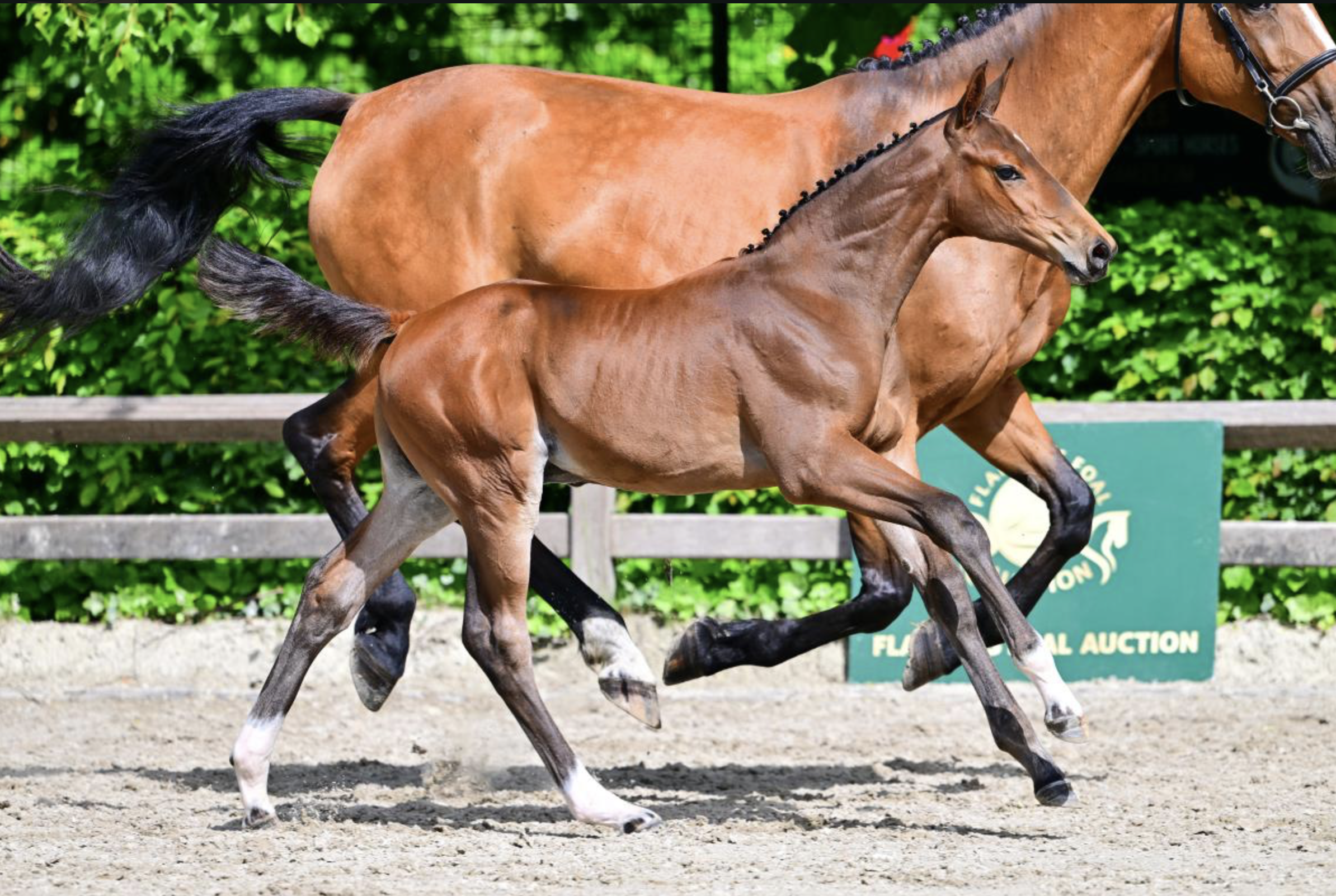 Emerald van't Ruytershof x HH Azur. Foto: Flanders Foal Auction