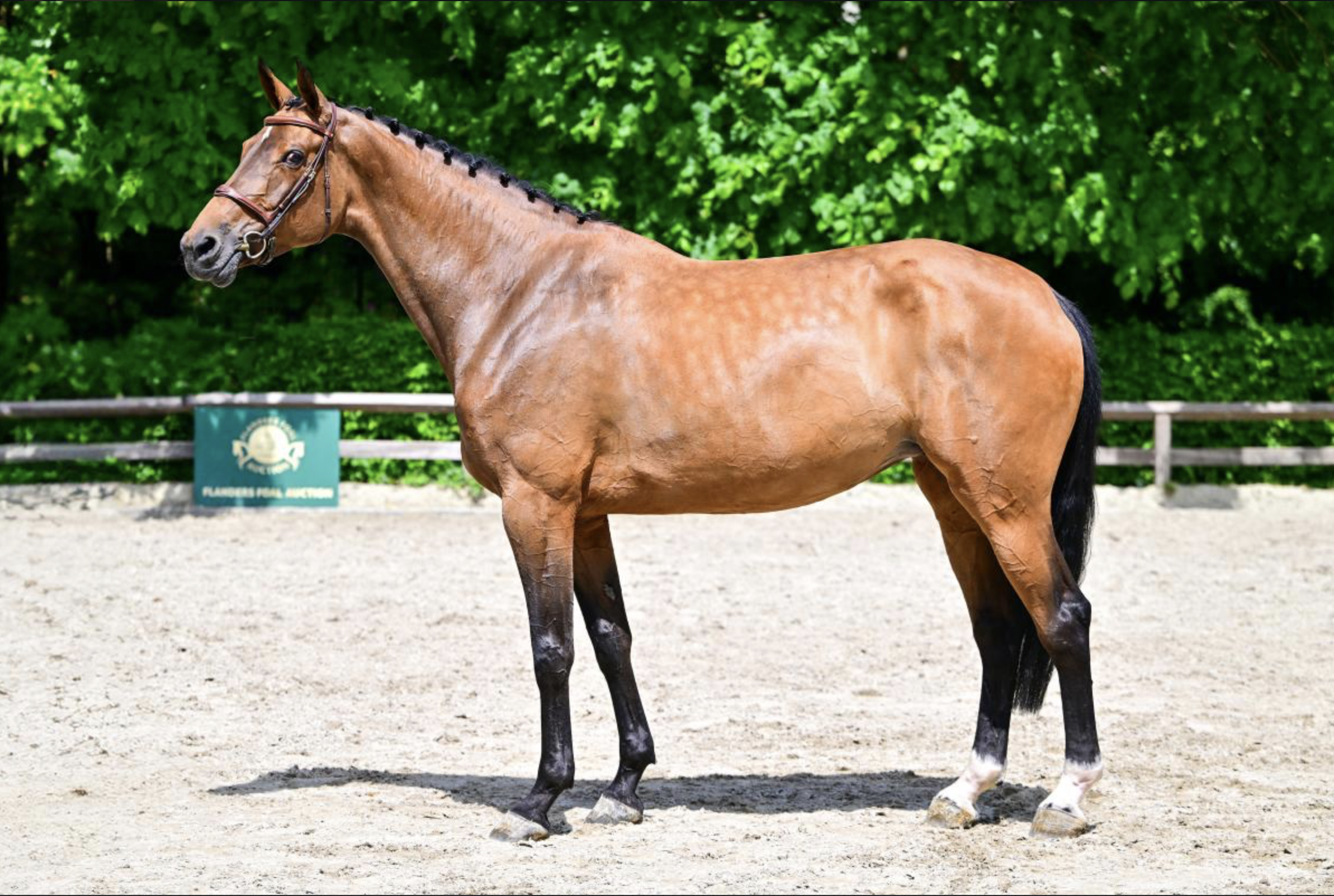 Klarissa von Barlo, achtjährige Halbschwester von United Touch S, die in den vergangenen beiden Jahren im Sport bis Klasse M ging, aber noch kein Fohlen hatte. Foto: Flanders Foal Auction