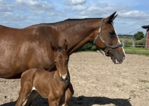 Julia Krajewski’s Mandy Becomes a Mother for the Second Time