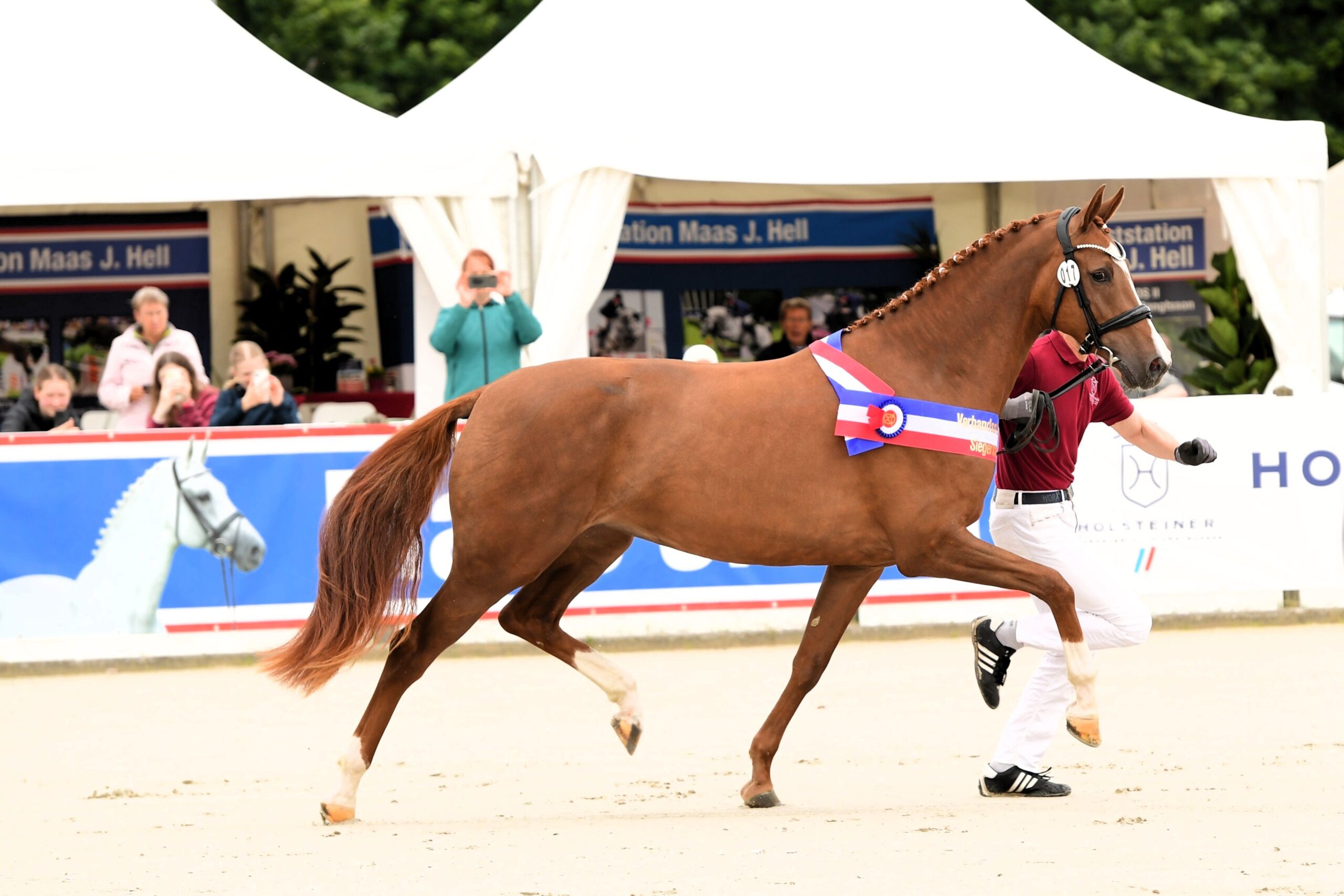 Rosegarden v. Escanto PS, Holsteiner Siegerstute Dressur 2026. Foto: Janne Bugtrup