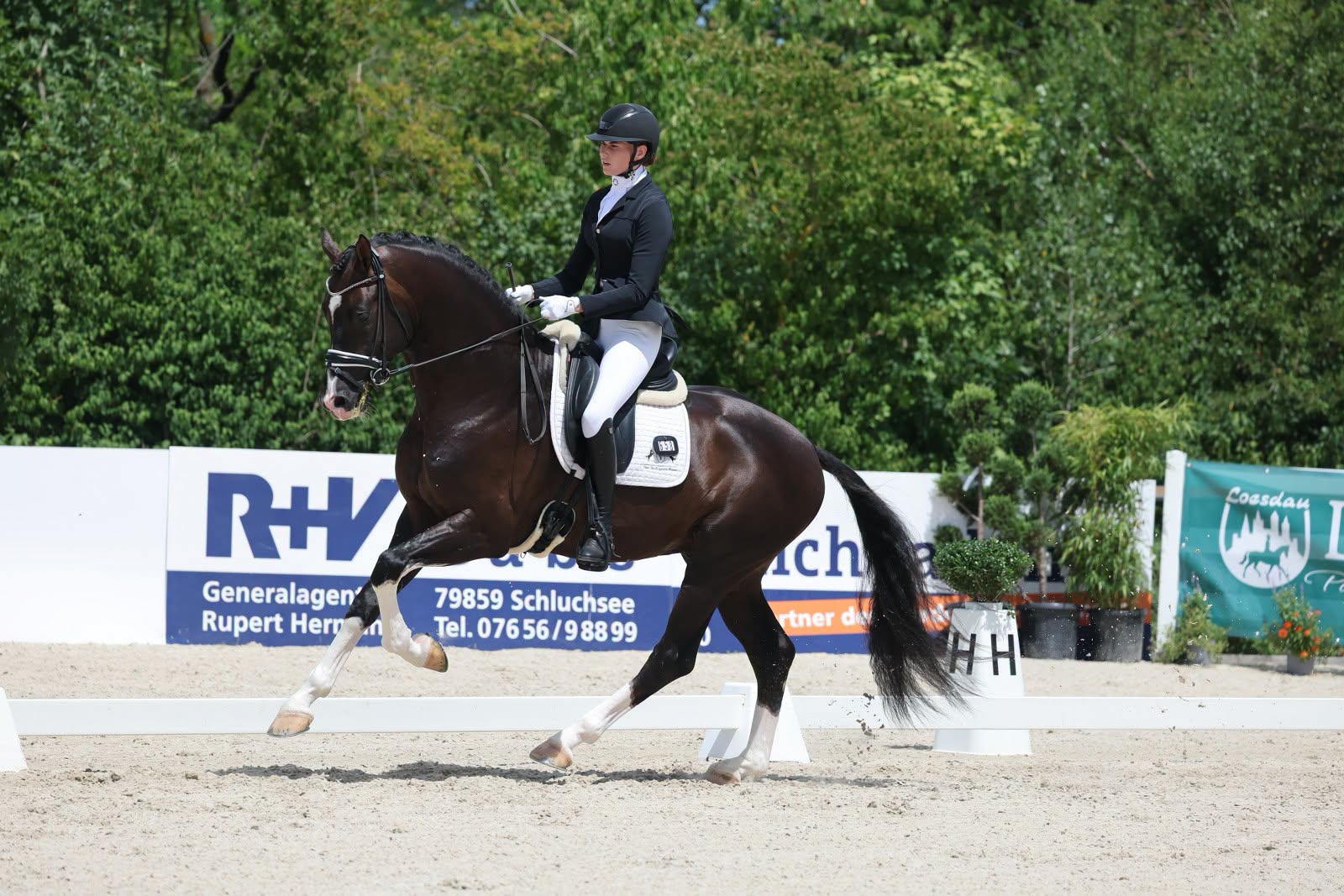 Landeschampionat des Pferdezuchtverbandes Baden-Württemberg: Sieben neue Dressur-Champions im Ländle
