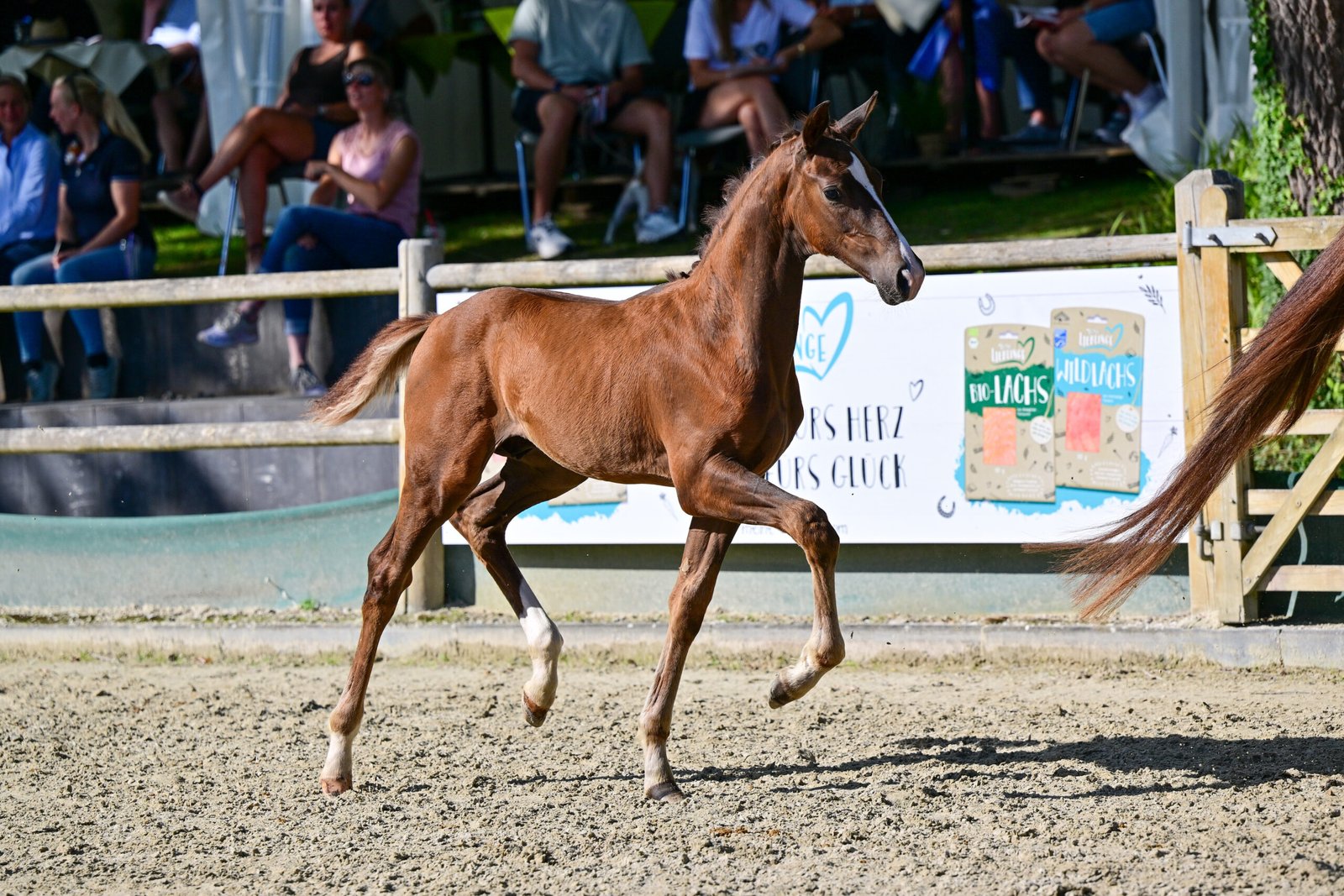 This colt by Vitalis sold for 30,500 euros at the auction held as part of the DSP Summer Festival. Photo: DSP/Björn Schroeder