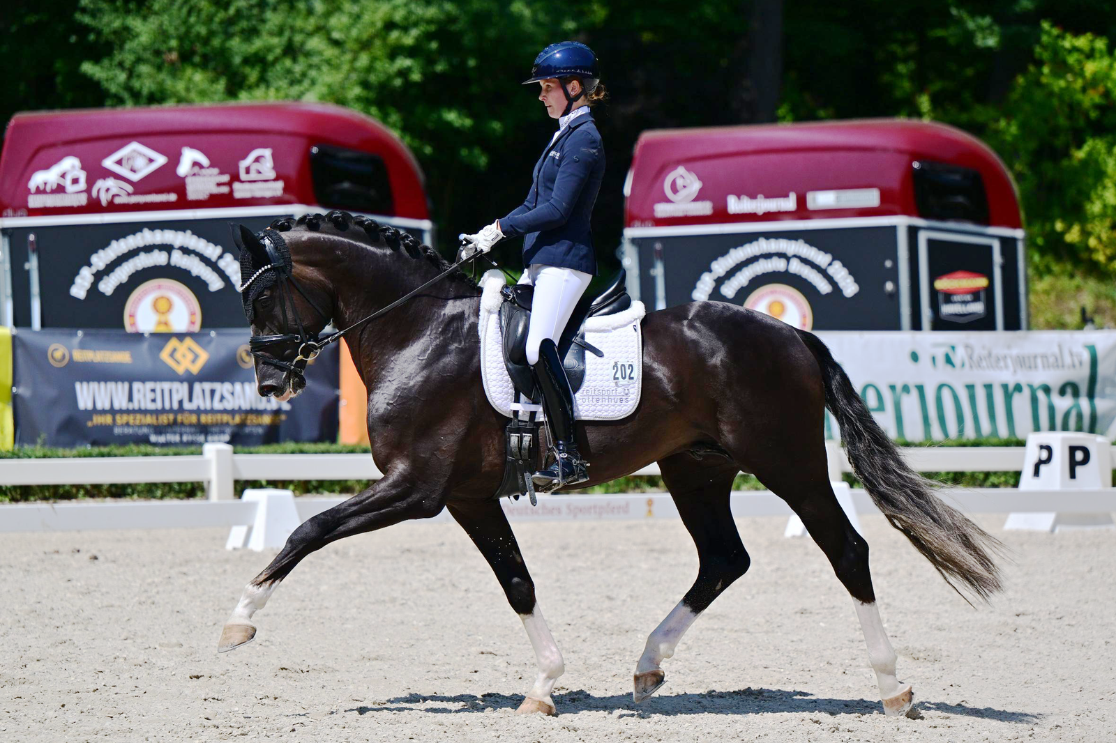 Pramwaldhof's Bonds in Gold by Bonds was crowned DSP Champion of the four-year-old colts in Darmstadt under Sina Aringer. Photo: DSP/Björn Schroeder 