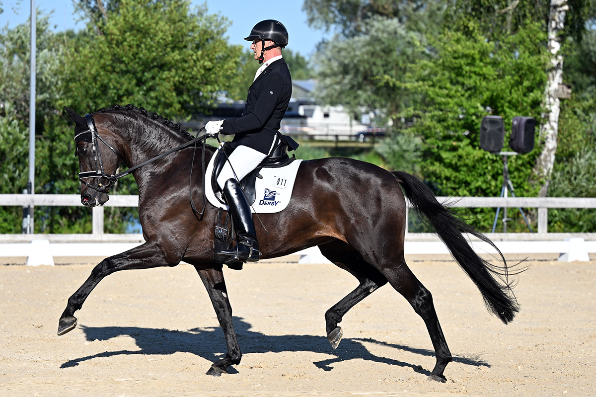 Bayerische Landeschampionesse der sechsjährigen Dressurpferde wurde die Glamourdale-Tochter DSP F-Grace mit Ralf Kornprobst. Foto: Fotoagentur Dill