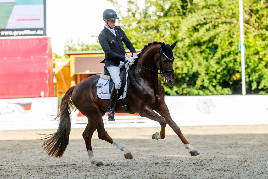 Bundeschampion Viva Vitalis in der schweren Klasse angekommen