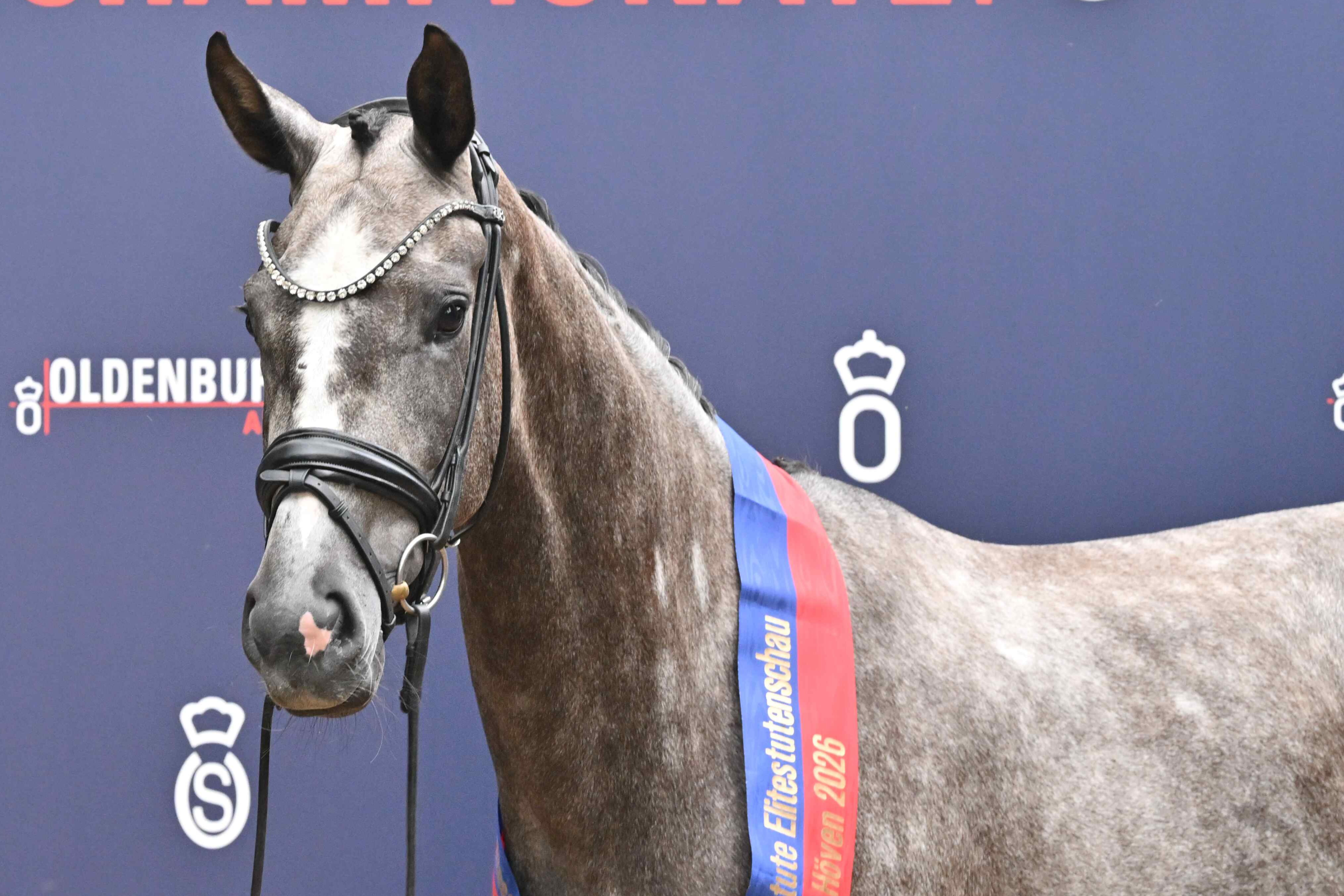 Benaira MB v. Bonds ist die Oldenburger Siegerstute 2026. Foto: OLD-Art