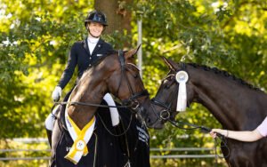 Hannoveraner Reitpferde Championate: Dänen-Hannoveraner top