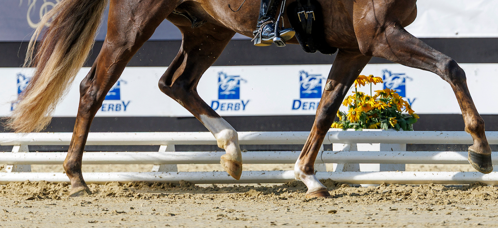 Arns-Krogmann-Familientreffen auf dem Reitpferdeviereck