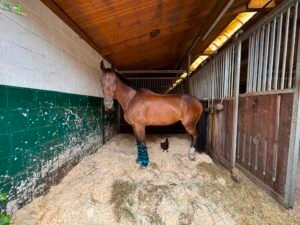 Christoph Wahler and D’Accord FRH – this World Championship horse is something else