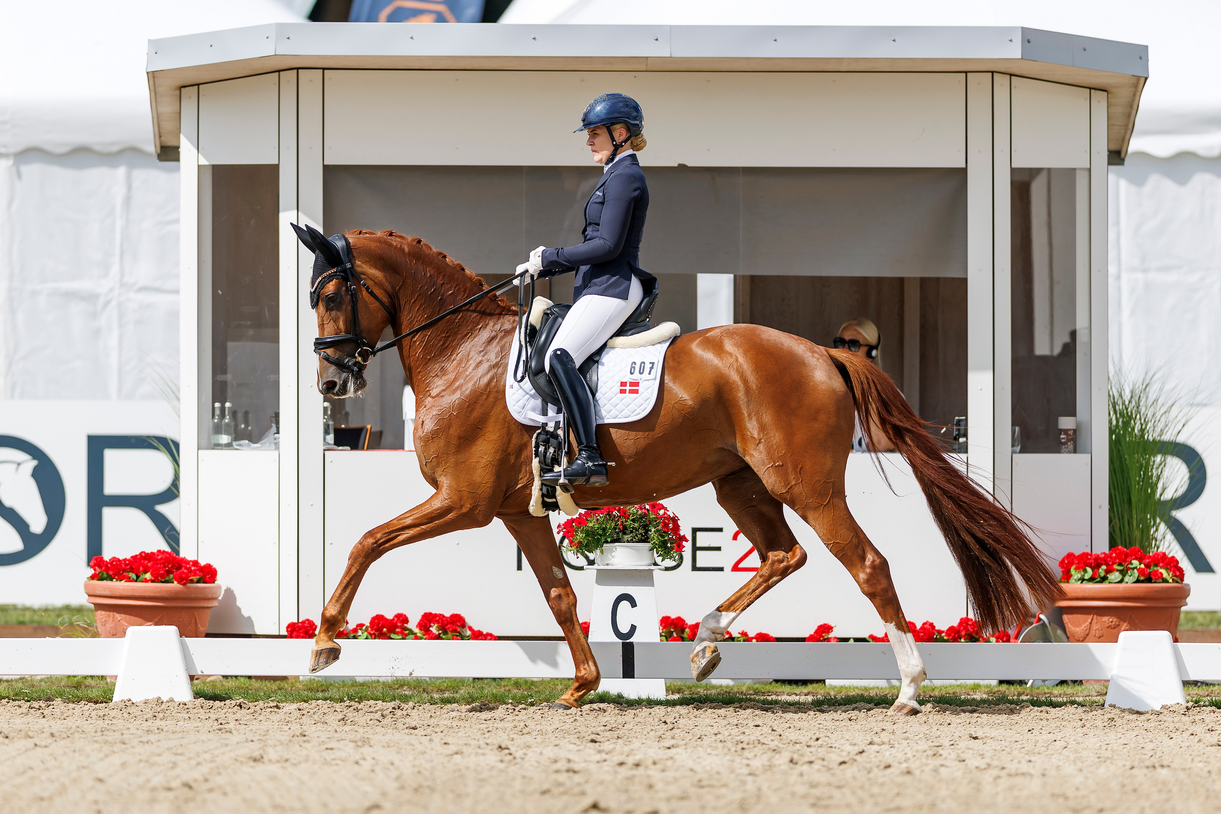 Dizzy war eines von drei Helgstrand-Pferden bei den Sechsjährigen, die alle auf direktem Weg das Finale erreichten. Foto: sportfotos-lafrentz.de