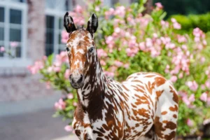 Global Champions Tour-Etappe Wien mit Dressur und geflecktem Fohlen vorm Schloss Schönbrunn