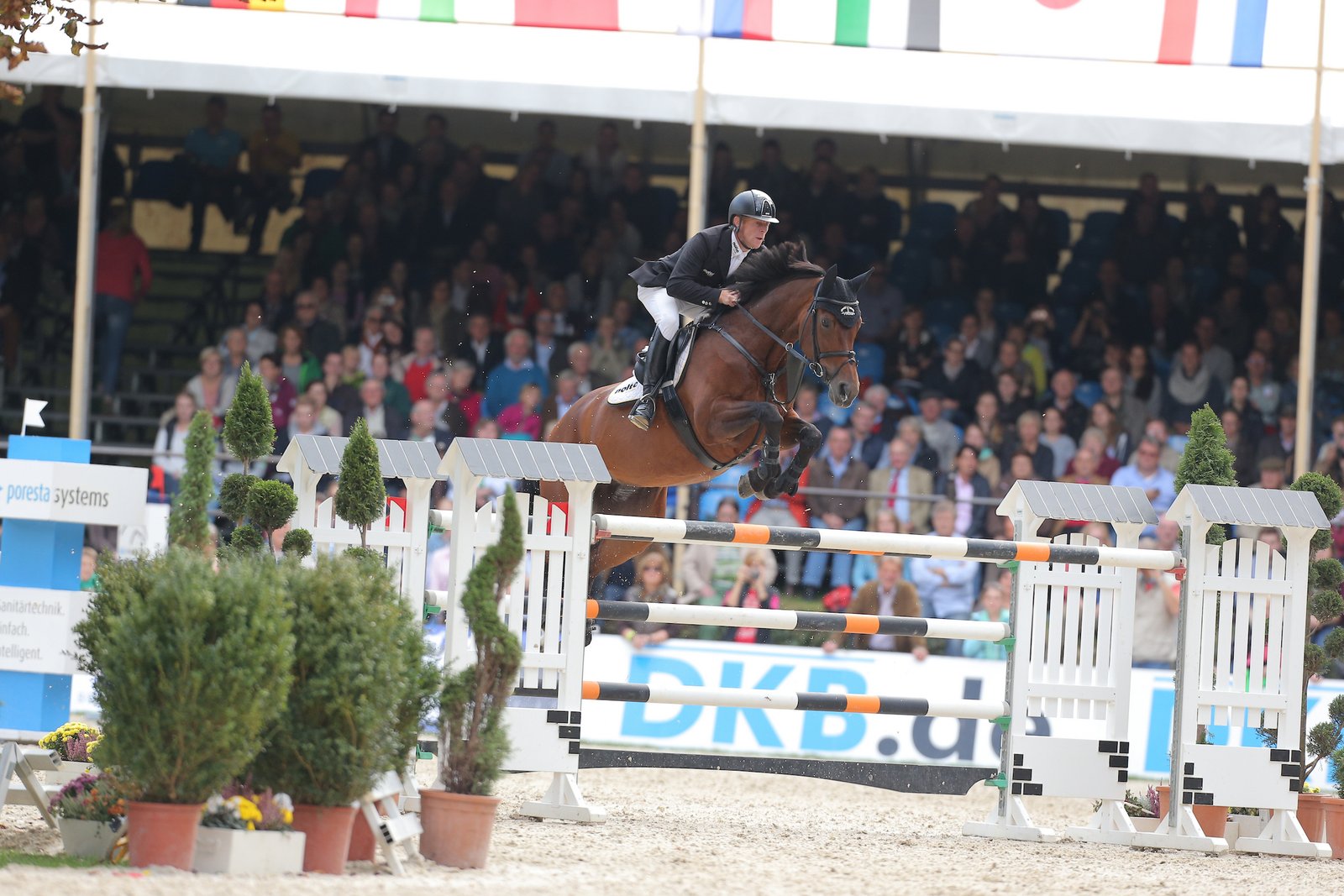 Sie sah aus, wie die weibliche Variante ihres Vaters Sandro Boy und hat wie dieser einen langen Lebensabend im Stall Ehning gehabt: Sabrina.
Foto: sportfotos-lafrentz.de
